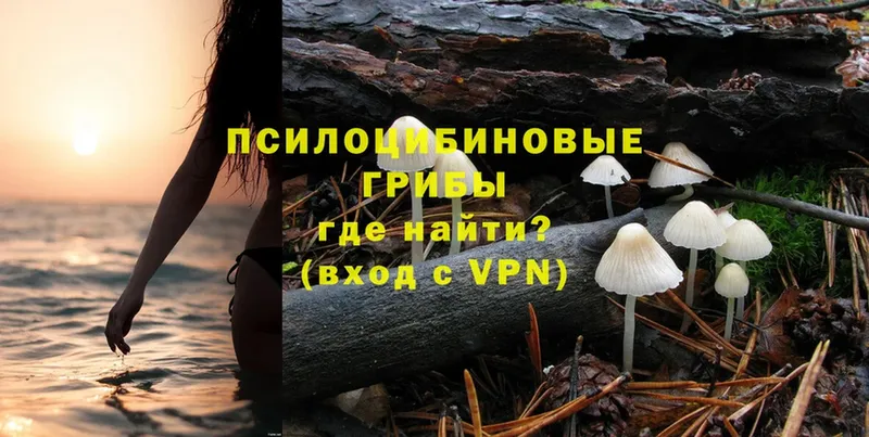 Галлюциногенные грибы Psilocybe  Дыгулыбгей 